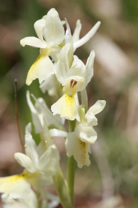 orchis pauciflora, mascula e ibridi